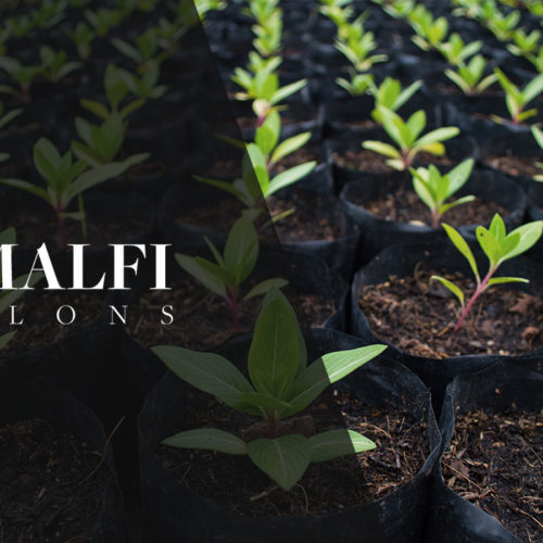 Amalfi Salons plants 1443 trees since April the 13th!